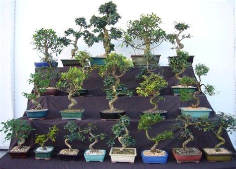 wholesale bonsai plants for sale.